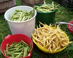 Bean harvest 2017