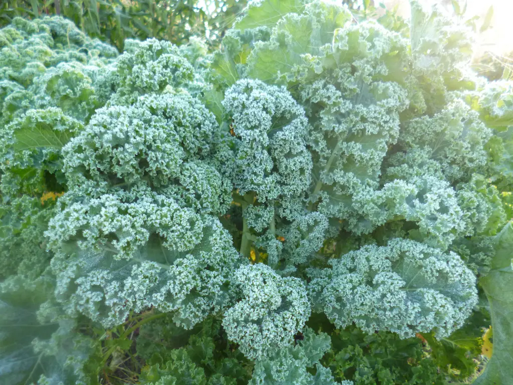 Frosty kale