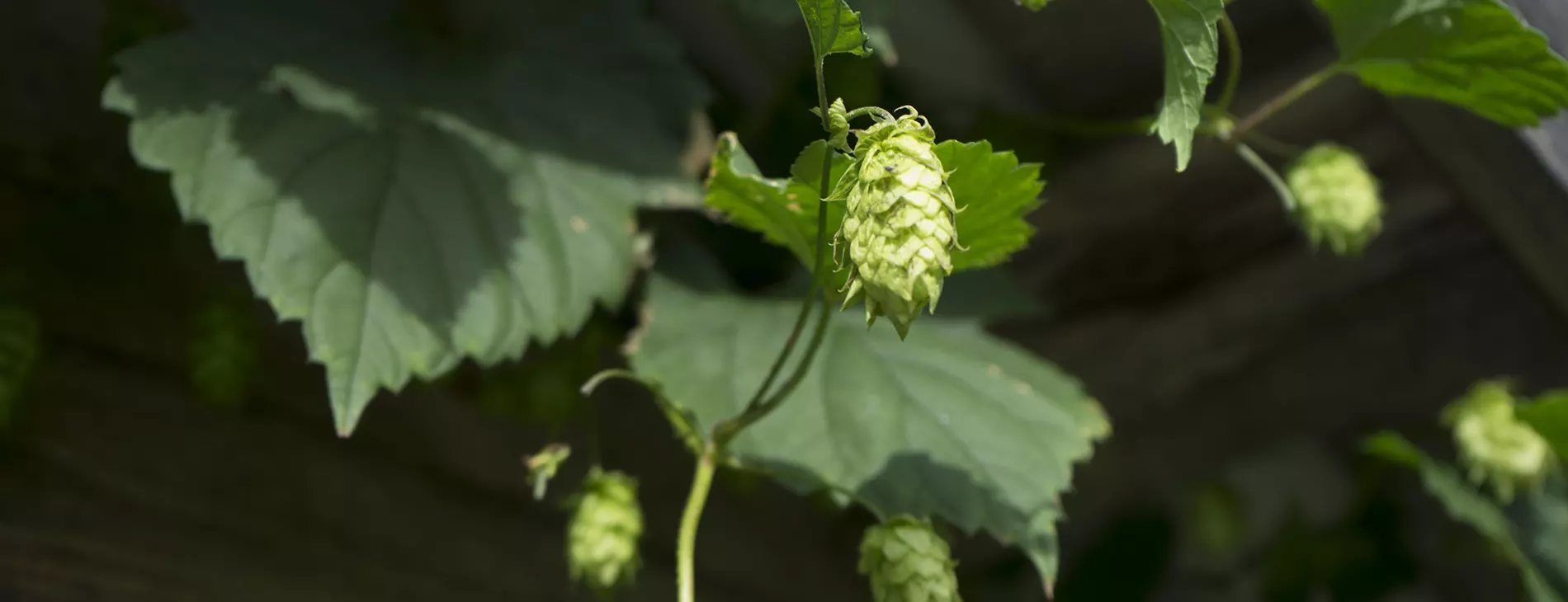 Hops @ BeyondBuckthorns