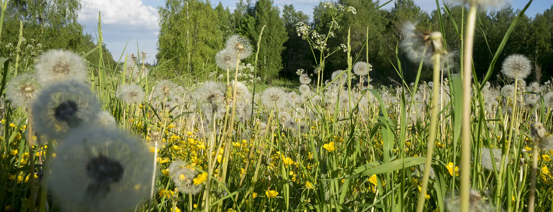 Permaculture design course at BeyondBuckthorns