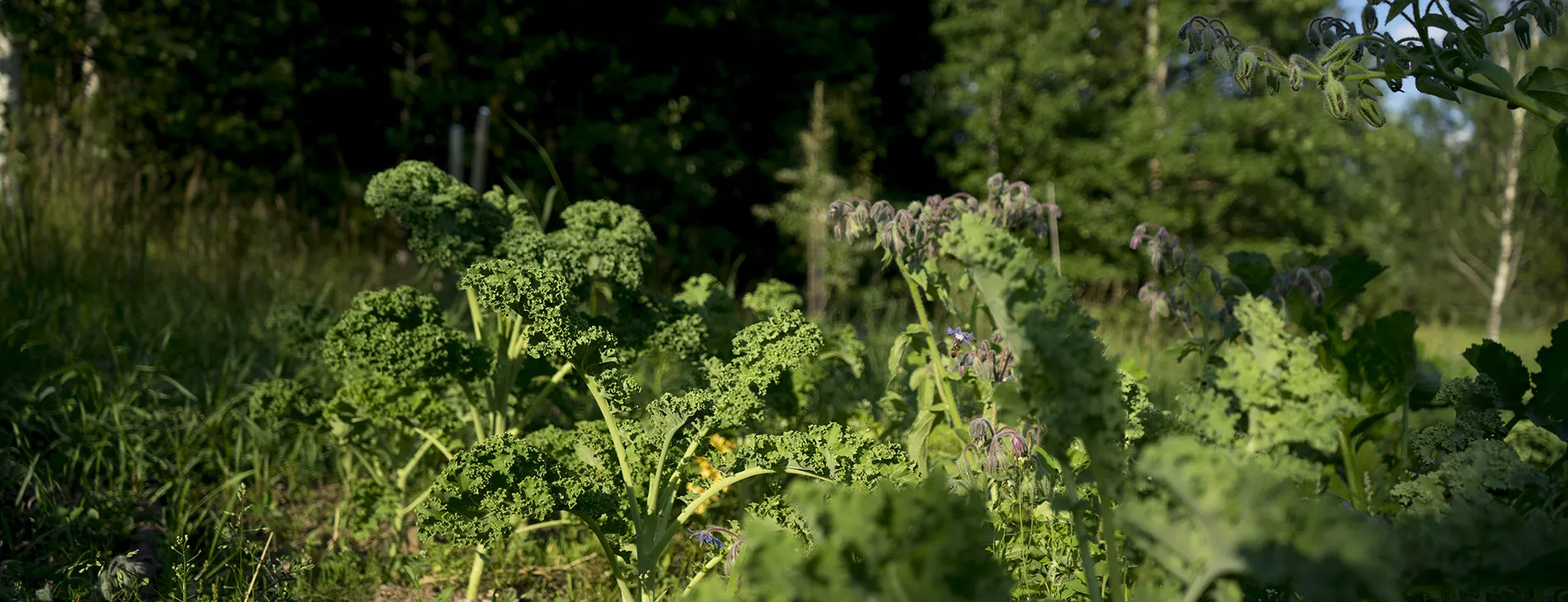 Permaculture design certificate course at Beyond Buckthorns in 2022