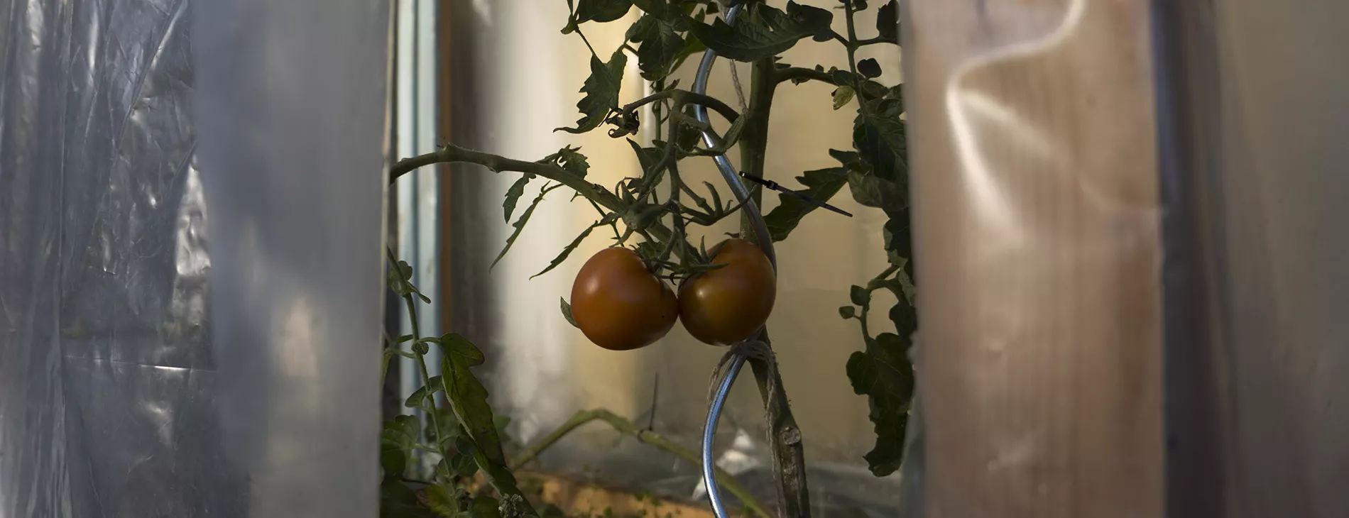 2 nearly ripe tomatoes in a small tomato green house