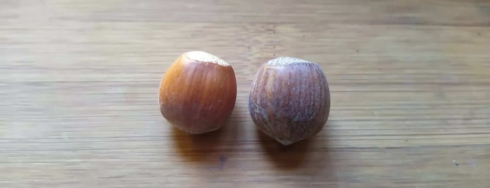 Two Hazelnuts on the a table