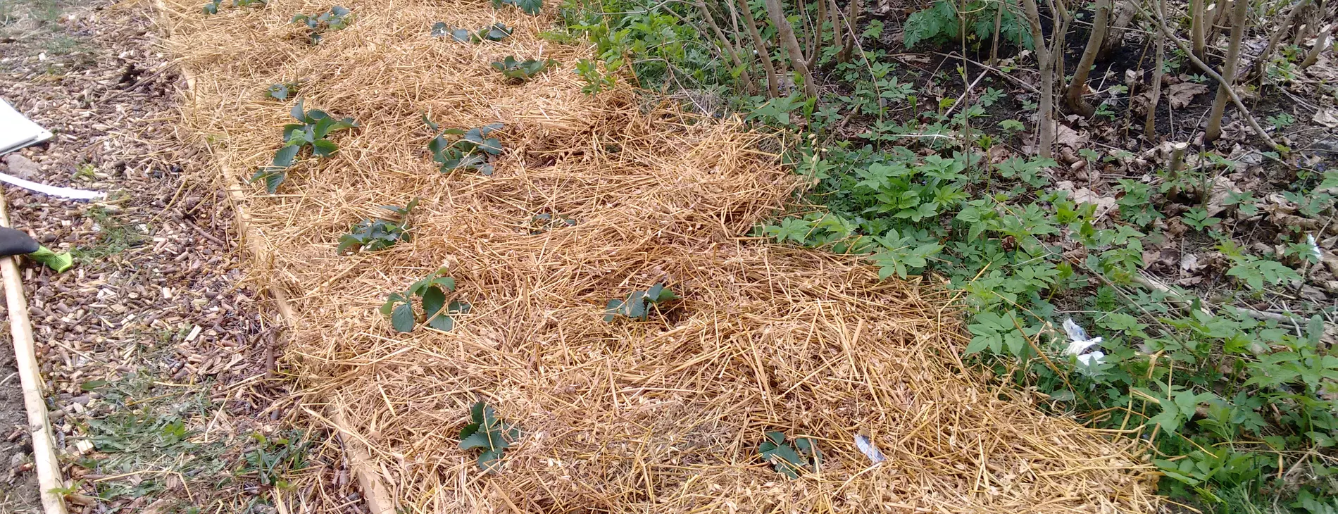 Strawberry field with straw and newspaper covering the soil