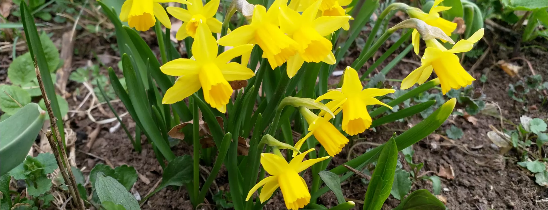 The first bunch of daffodils is open