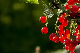 Detail photograph of a red currant by Dominik Jais