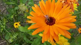 Bee on a calendula flower