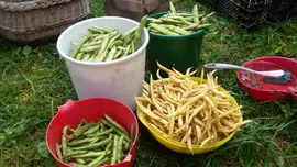 Bean harvest 2017