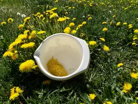 Making dandelion honey at Beyond Buckthorns