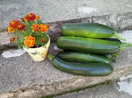 Zucchinis on the stairs