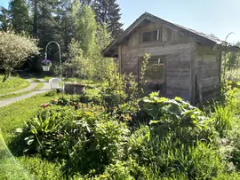 Perennial flower bed & tontuntalo