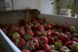 Box of Finnish strawberries