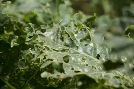 Moth-eaten kale leaf