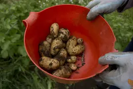 First potatoes of 2016