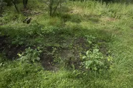 Tiny mandala garden with a sea buckthorn