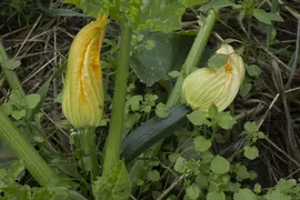 Blooming Zucchini Plant