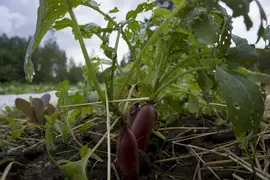 Huge radishes