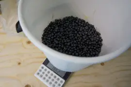 A lot of blueberries waiting for their usage