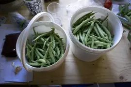 Organic grown beans ready to eat
