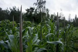 Corn bound on wood stems to withstand the wind