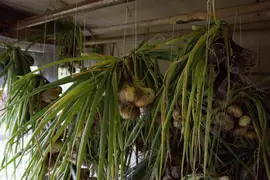 Onions hanging to dry