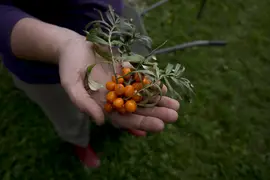 Sea Buckthorn Harvest