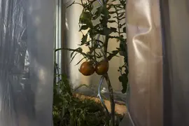 2 nearly ripe tomatoes in a small tomato green house