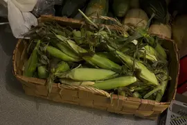 Part of our organic corn harvest 