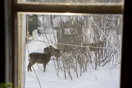 Three deer in the snow