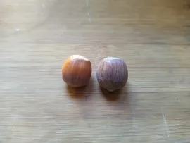 Two Hazelnuts on the a table