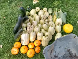 Harvest of different types of squashes