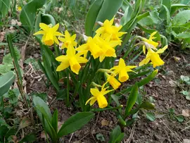 The first bunch of daffodils is open