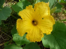 Pumpkin flower