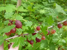 Huge red gooseberries