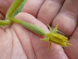 Tiny cucumber