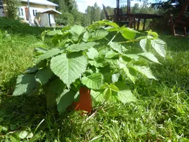 Blackberry plant