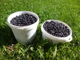 Aronia Mitschurinii harvest