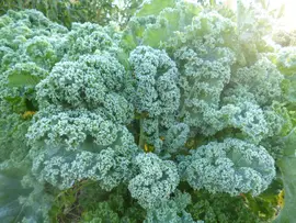 Frosty kale