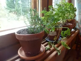 Herbs on the windowsill