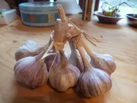 Garlic bulbs