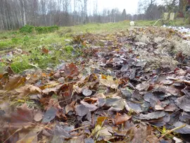 Mulching with hay and leaves