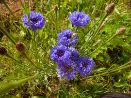 Blue cornflowers