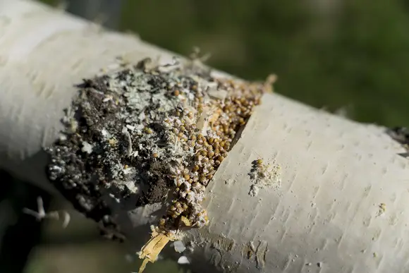 Birch log with diagonal slit cut and mycelium grain substrate Birch log with diagonal slit cut and mycelium grain substrate