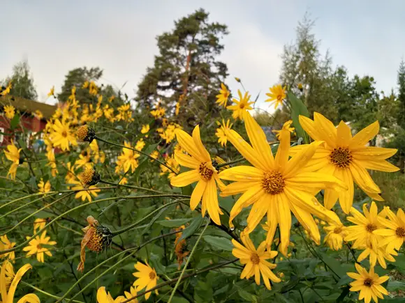 Lumia’s personal Digital Permaculture design - decorative image of jerusalem artichoke flowers