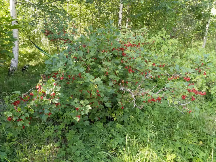 Food forest at Beyond Buckthorns - red currants