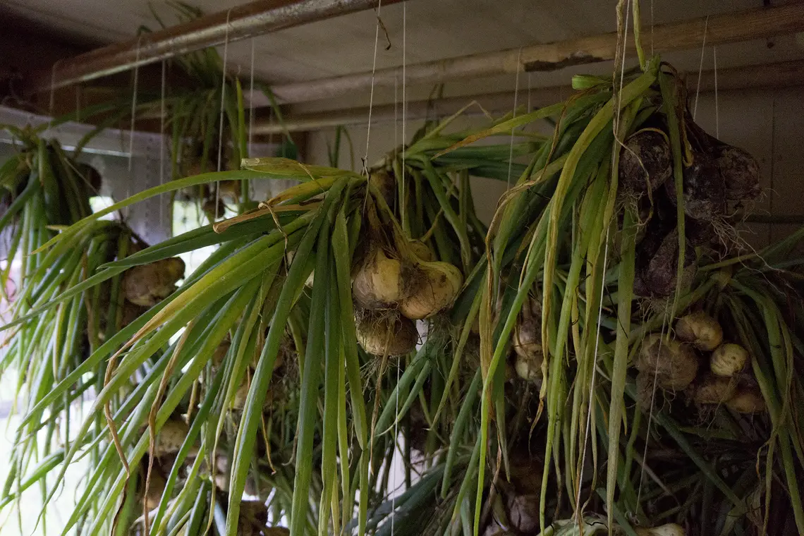 Onions hanging to dry