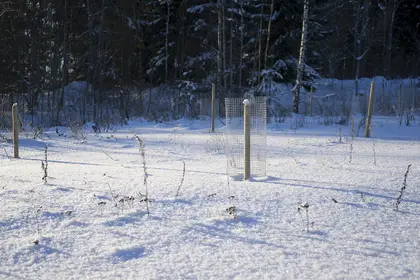 Trees in winter