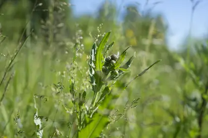 Thistle