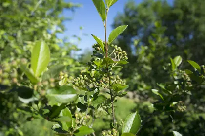 Aronia berry