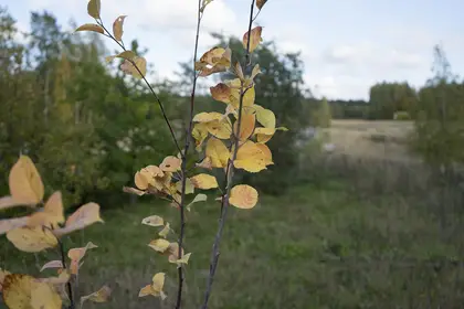 Apple tree in autumn